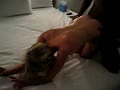 Filename=bf.flv
Filesize=3359KB
Dimensions=120x90
Date added=Jul 27, 2010 bf.flv