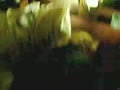 Filename=f8.flv
Filesize=57332KB
Dimensions=120x90
Date added=Apr 01, 2011 f8.flv