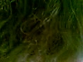 Filename=af.flv
Filesize=12224KB
Dimensions=120x90
Date added=Apr 17, 2011 af.flv
