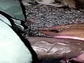 Filename=44.flv
Filesize=8497KB
Dimensions=120x90
Date added=Apr 17, 2017 44.flv