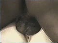 e3.flv