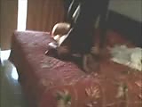 b8.flv