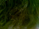 af.flv