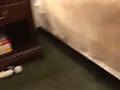 5b.flv