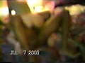 91.flv