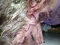 ad.flv
