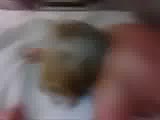 20.flv