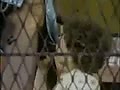 42.flv
