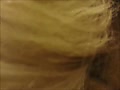00.flv