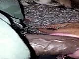 44.flv