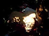 70.flv