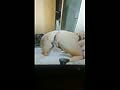 3c.flv